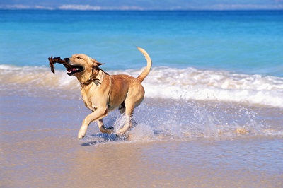 Apre alla stagione balneare 2015 la Dog Beach nella spiaggia Zaccurru