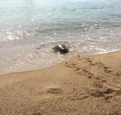 Rimesse in libertà tre tartarughe Caretta Caretta nel mare di Basaùra